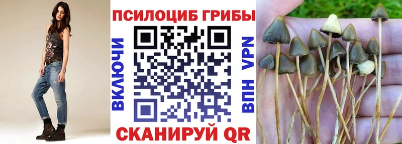 Купить  Мценск  Галлюциногенные грибы MAGIC MUSHROOMS 